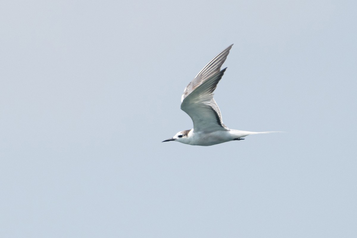 Aleutian Tern - ML643584509