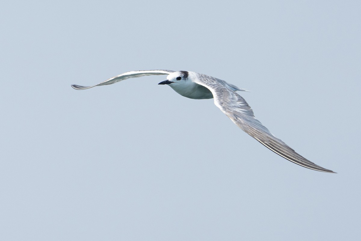 Aleutian Tern - ML643584510