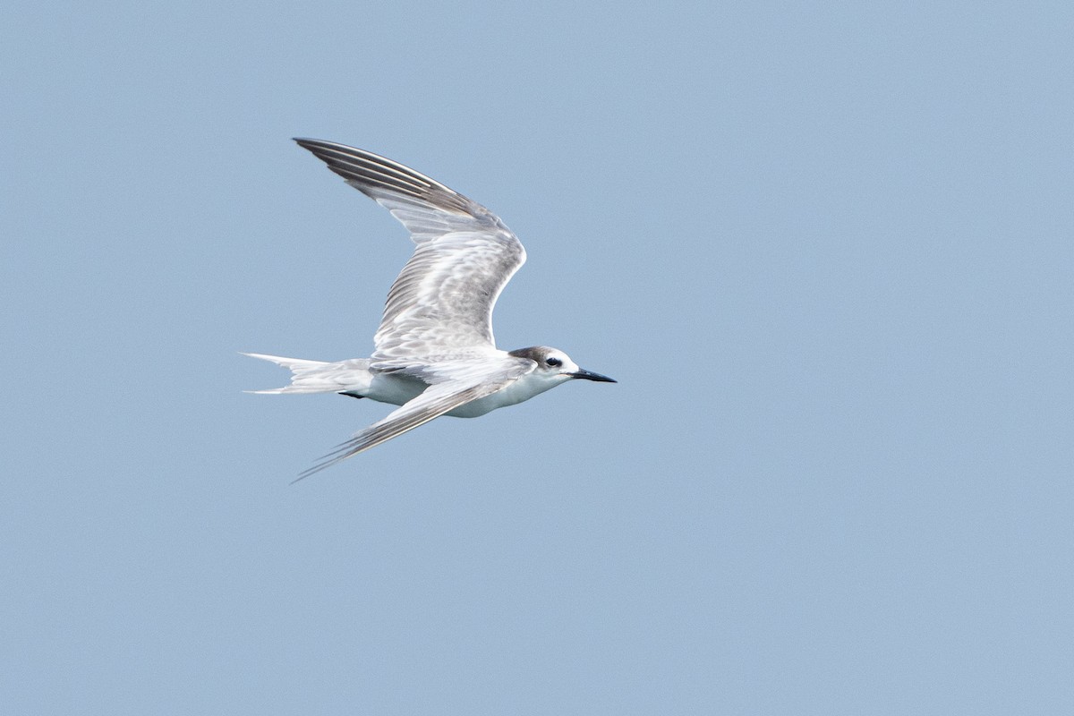Aleutian Tern - ML643584511