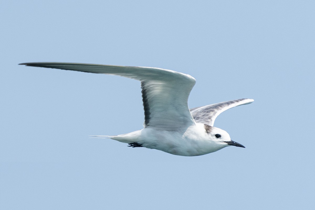 Aleutian Tern - ML643584512