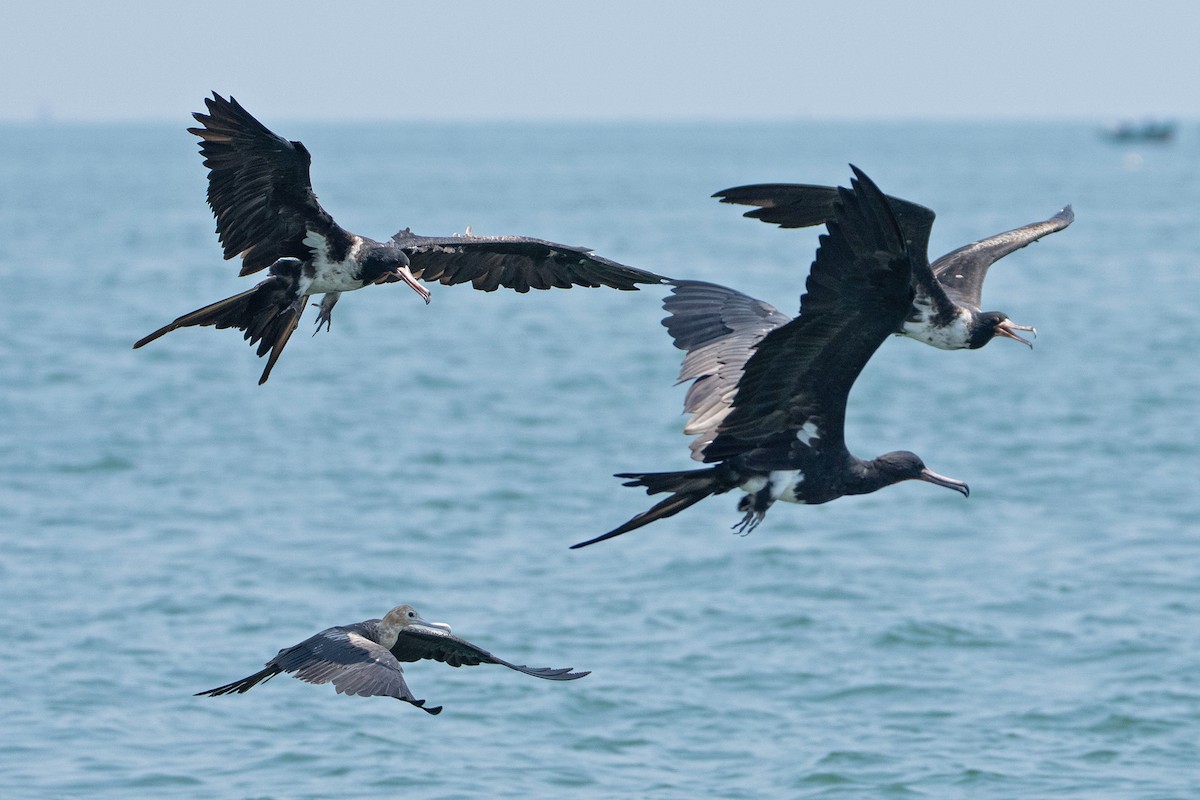 Christmas Island Frigatebird - ML643584513