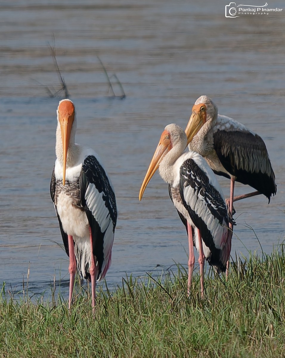 Painted Stork - ML643584514