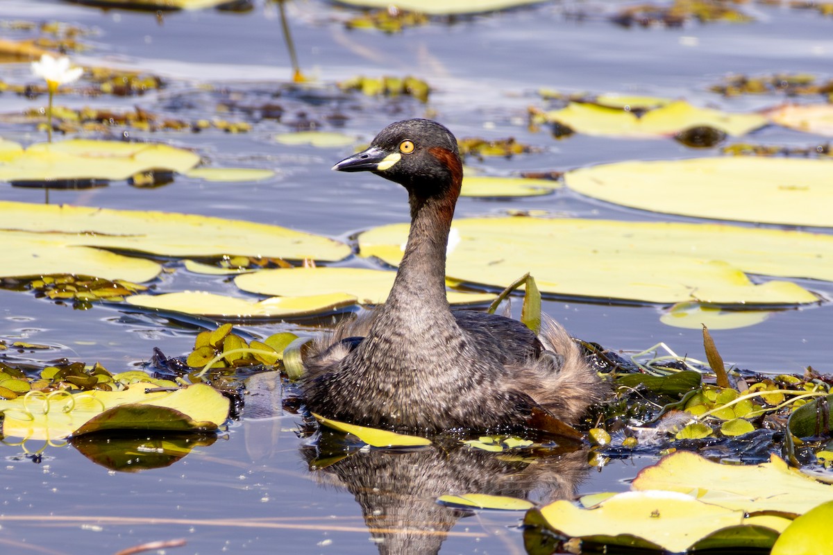 Australasian Grebe - ML643584515