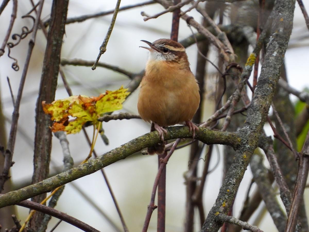 Carolina Wren - ML643584517