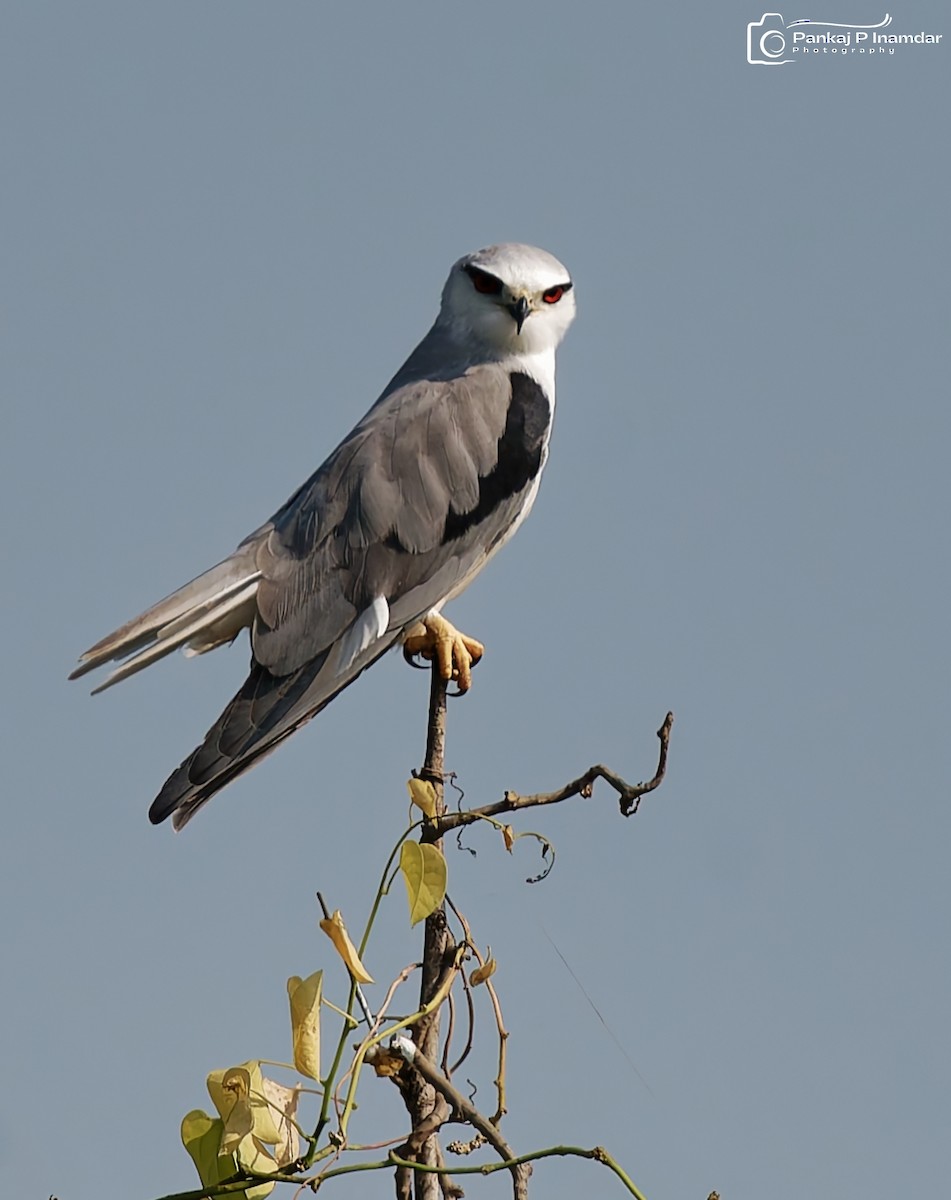 Black-winged Kite - ML643584527