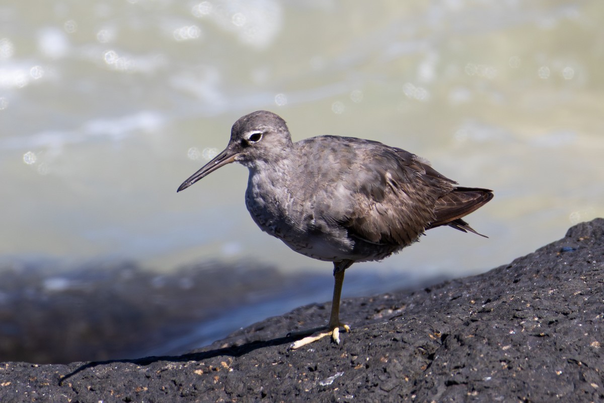 Wandering Tattler - ML643584534