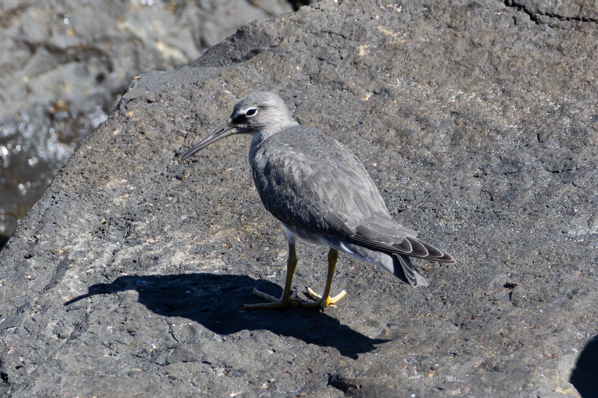 Wandering Tattler - ML643584535