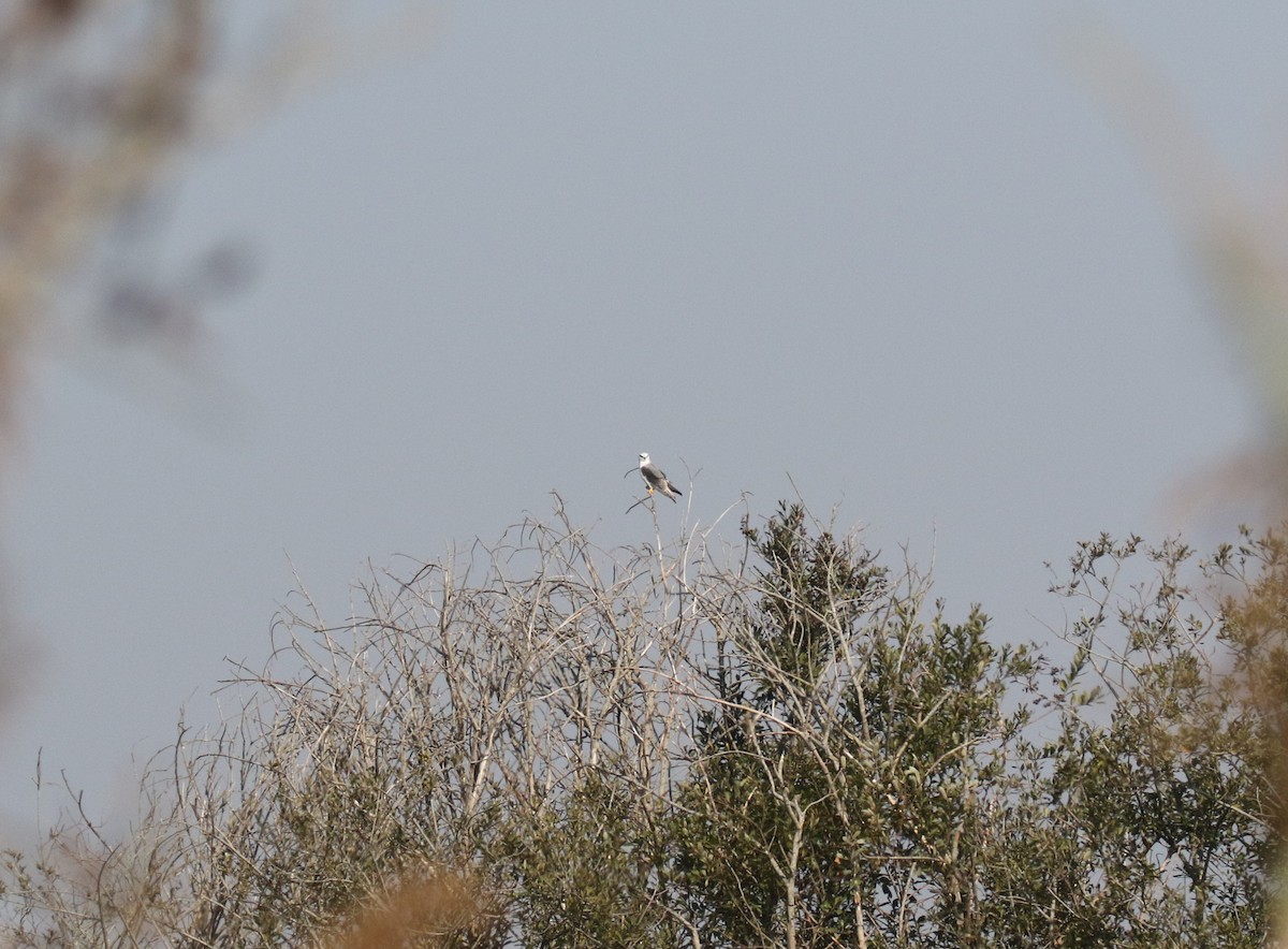Black-winged Kite - ML643584536