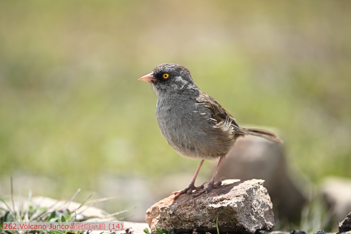 Volcano Junco - ML643584541