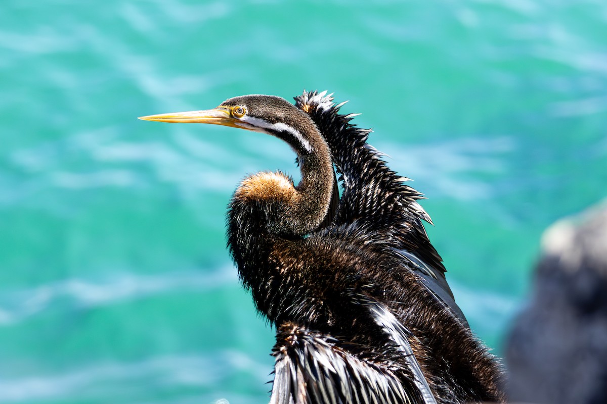 Australasian Darter - ML643584543