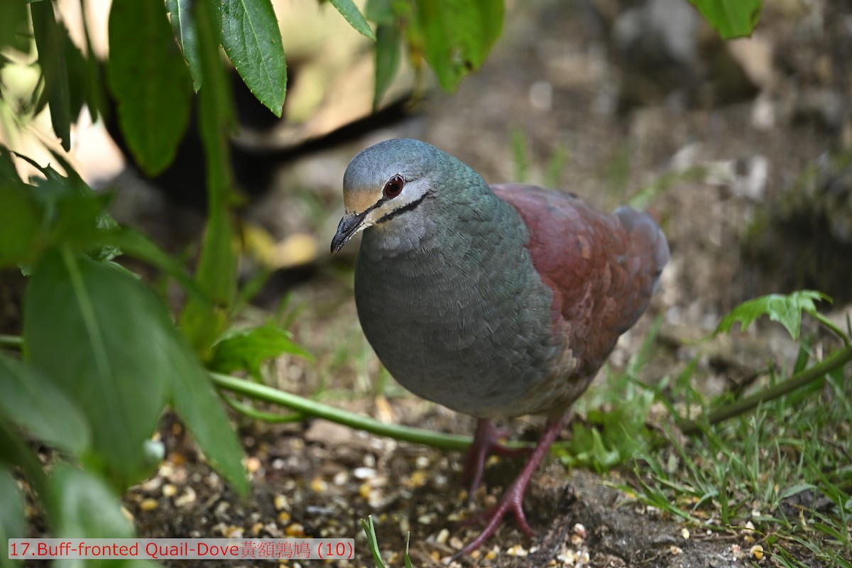 Costa-Rica-Taube - ML643584547
