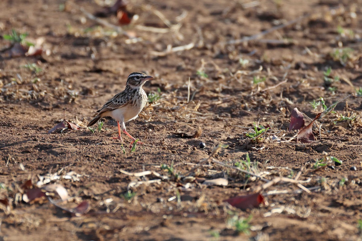 Sabota Lark - ML643584549