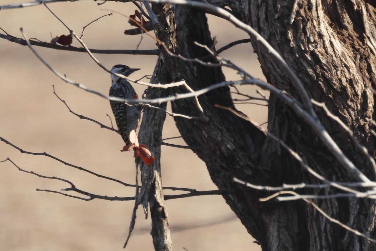 Cardinal Woodpecker - ML643584550