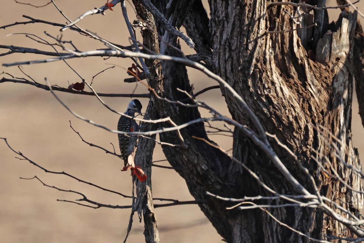 Cardinal Woodpecker - ML643584551