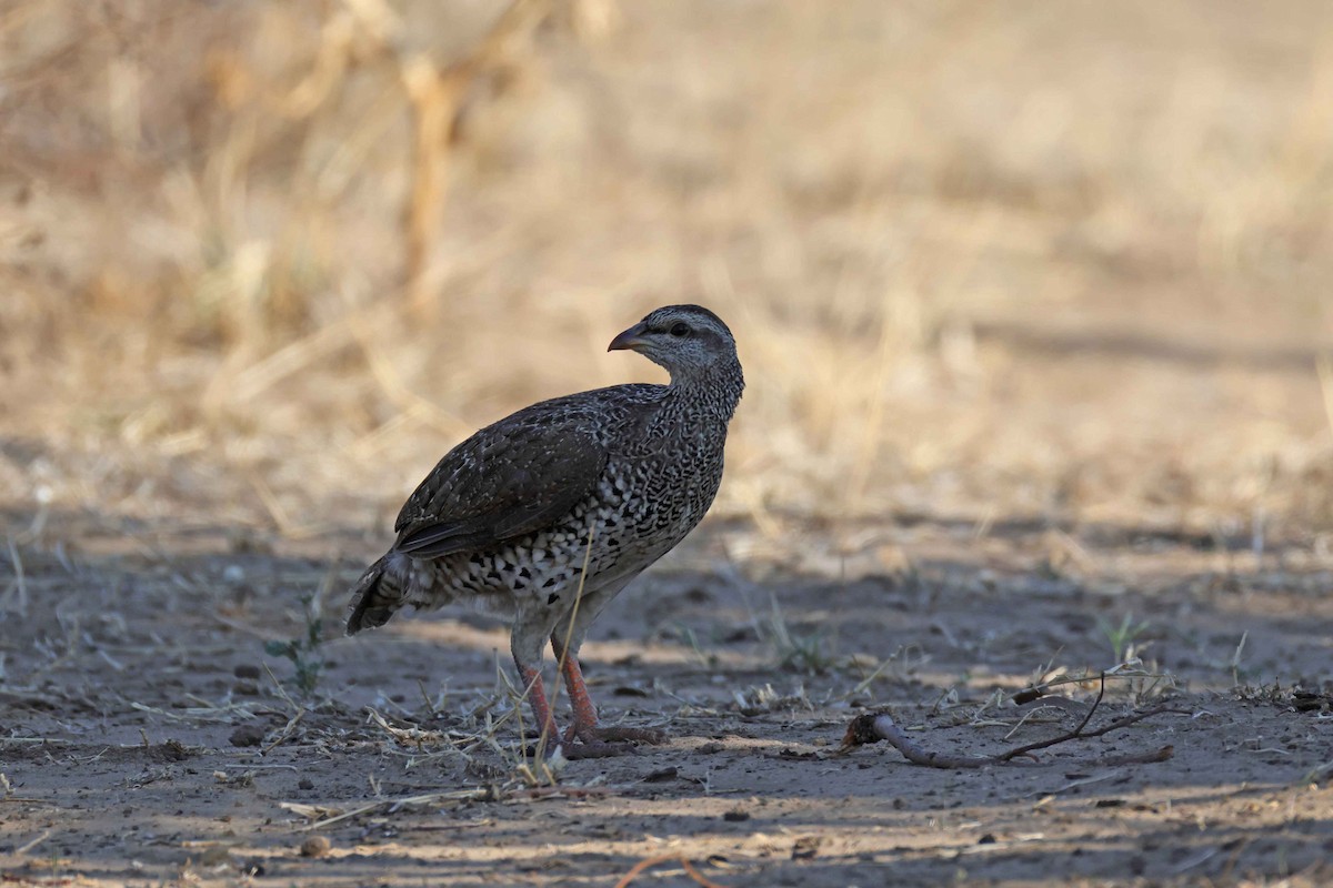 Natal Spurfowl - ML643584553