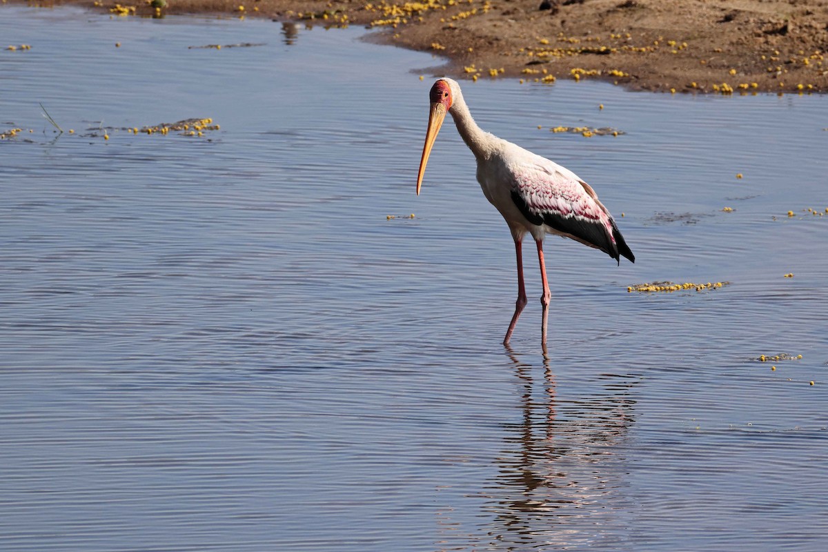 Yellow-billed Stork - ML643584558