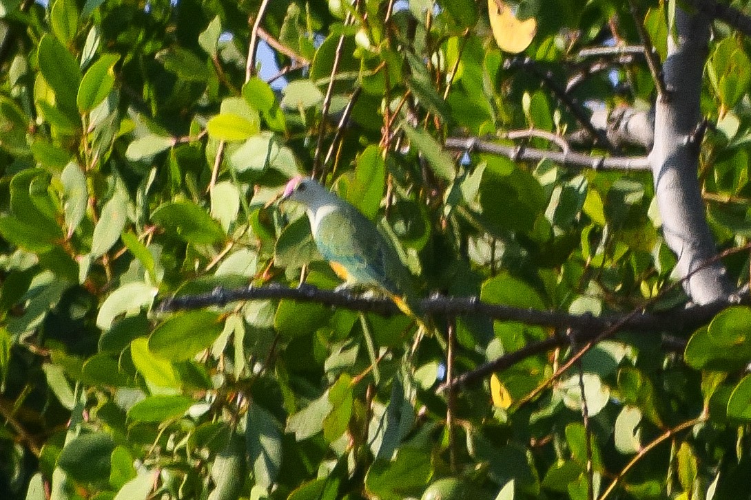 Rose-crowned Fruit-Dove - ML643584559