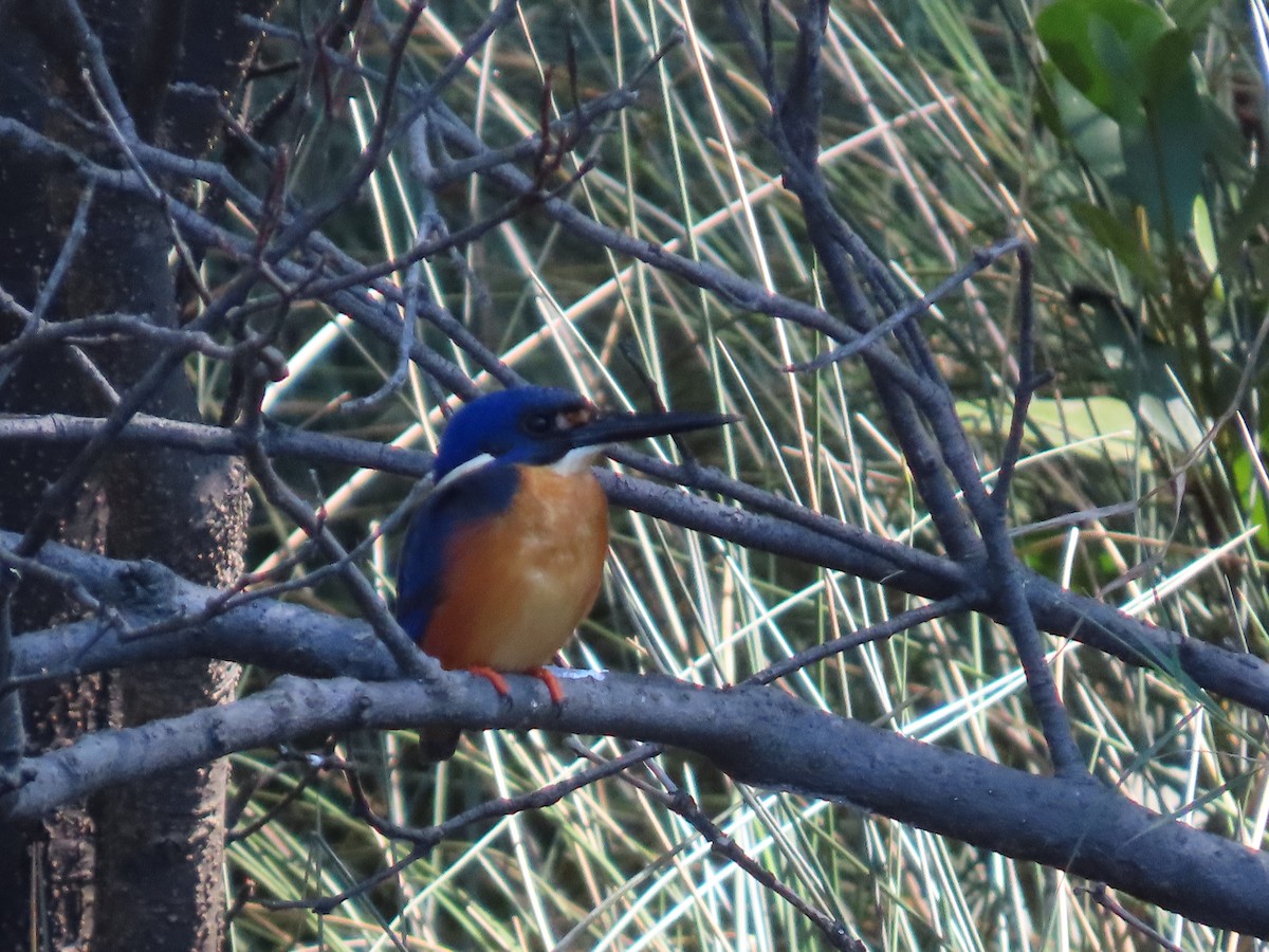 Azure Kingfisher - ML643584569