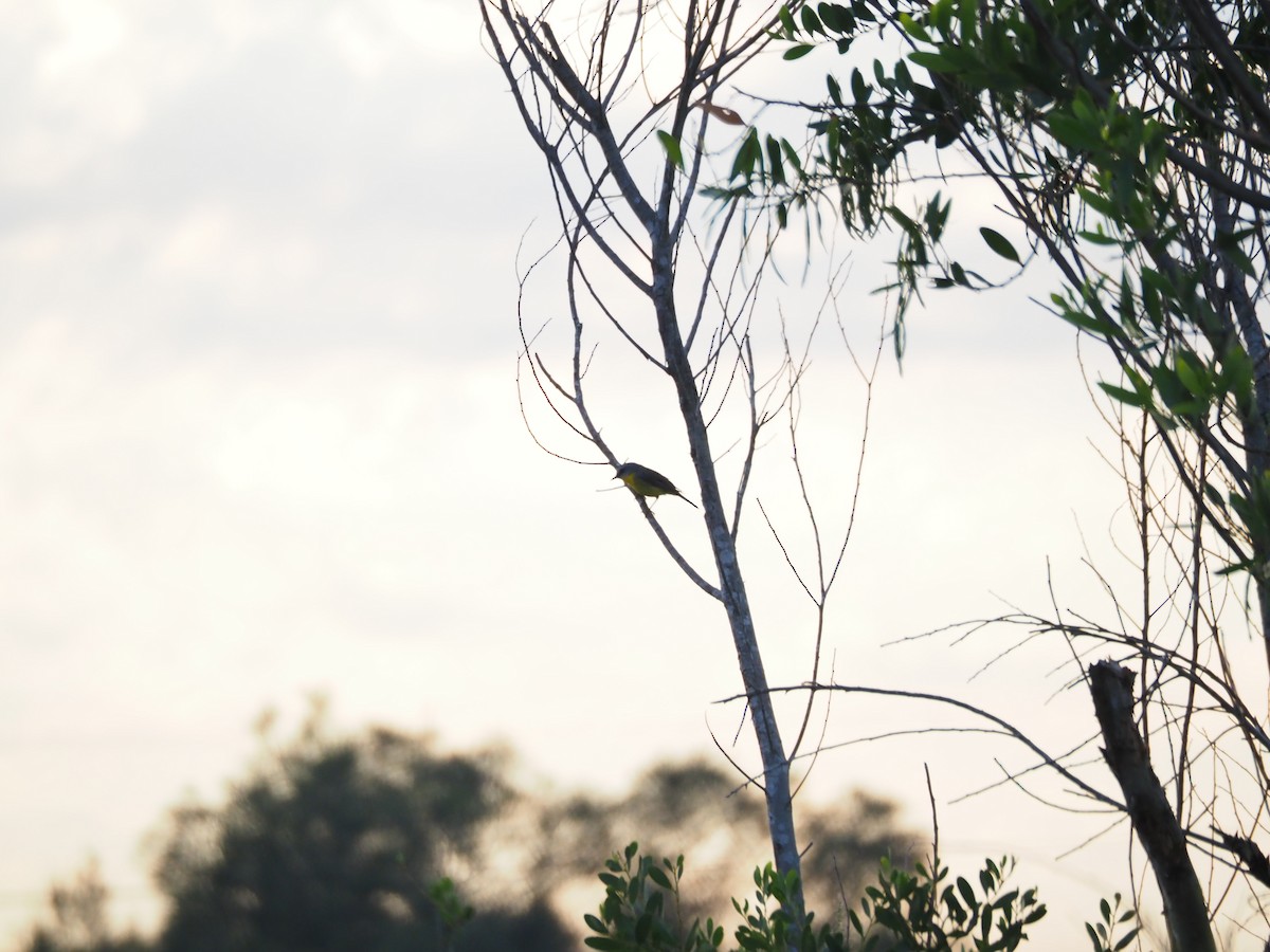 Eastern Yellow Robin - ML643584573