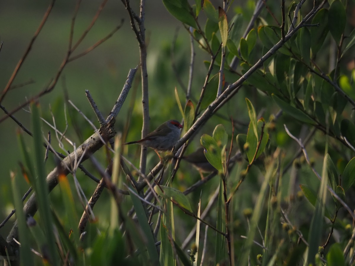 Red-browed Firetail - ML643584574