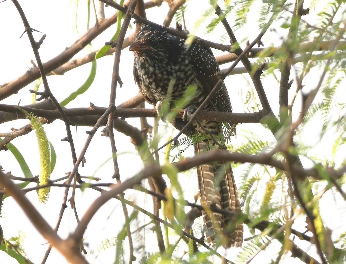 Asian Koel - ML643584575