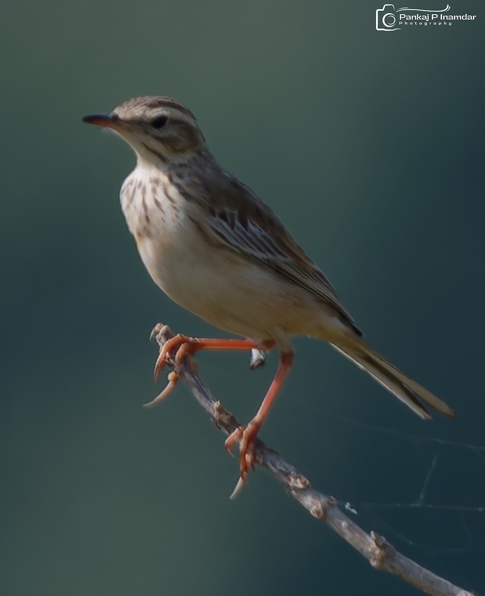 Paddyfield Pipit - ML643584577