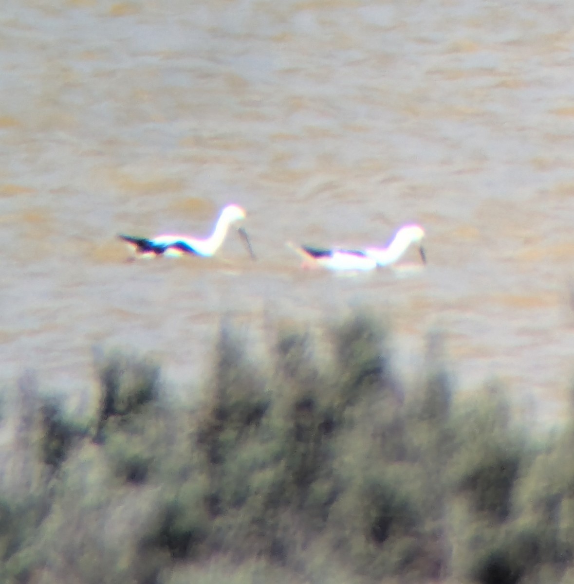 Banded Stilt - ML643584605