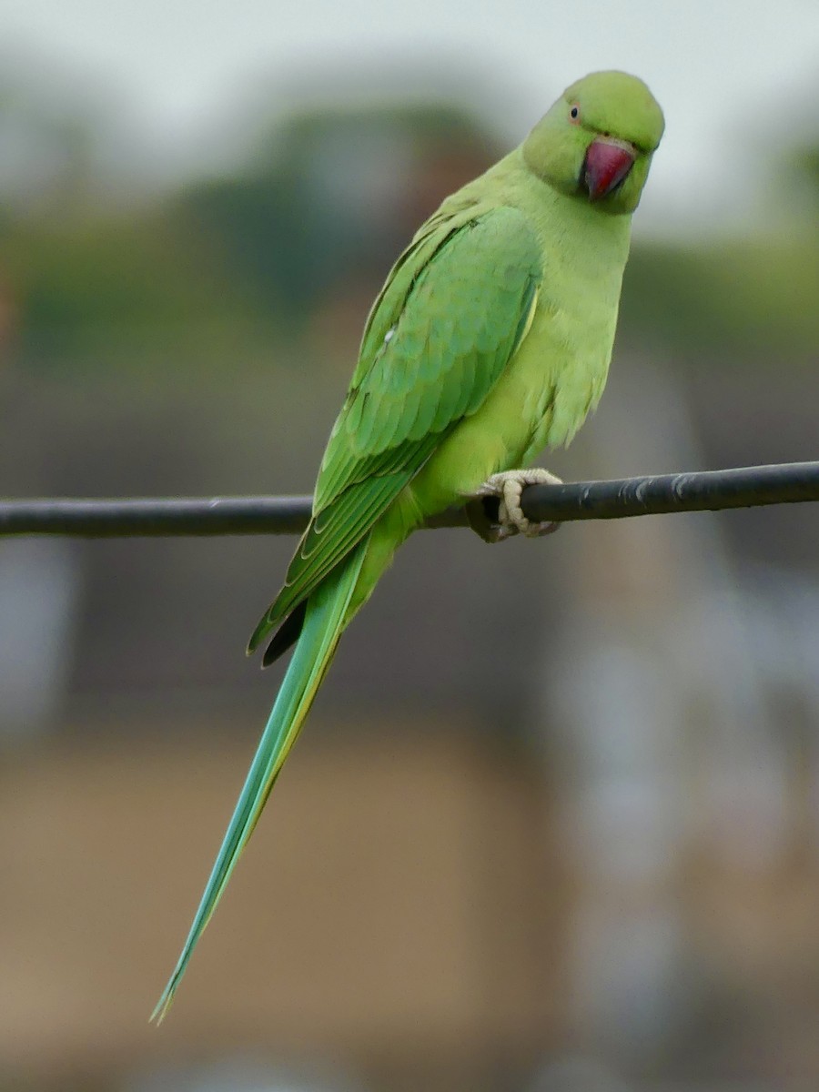 Rose-ringed Parakeet - ML643584621