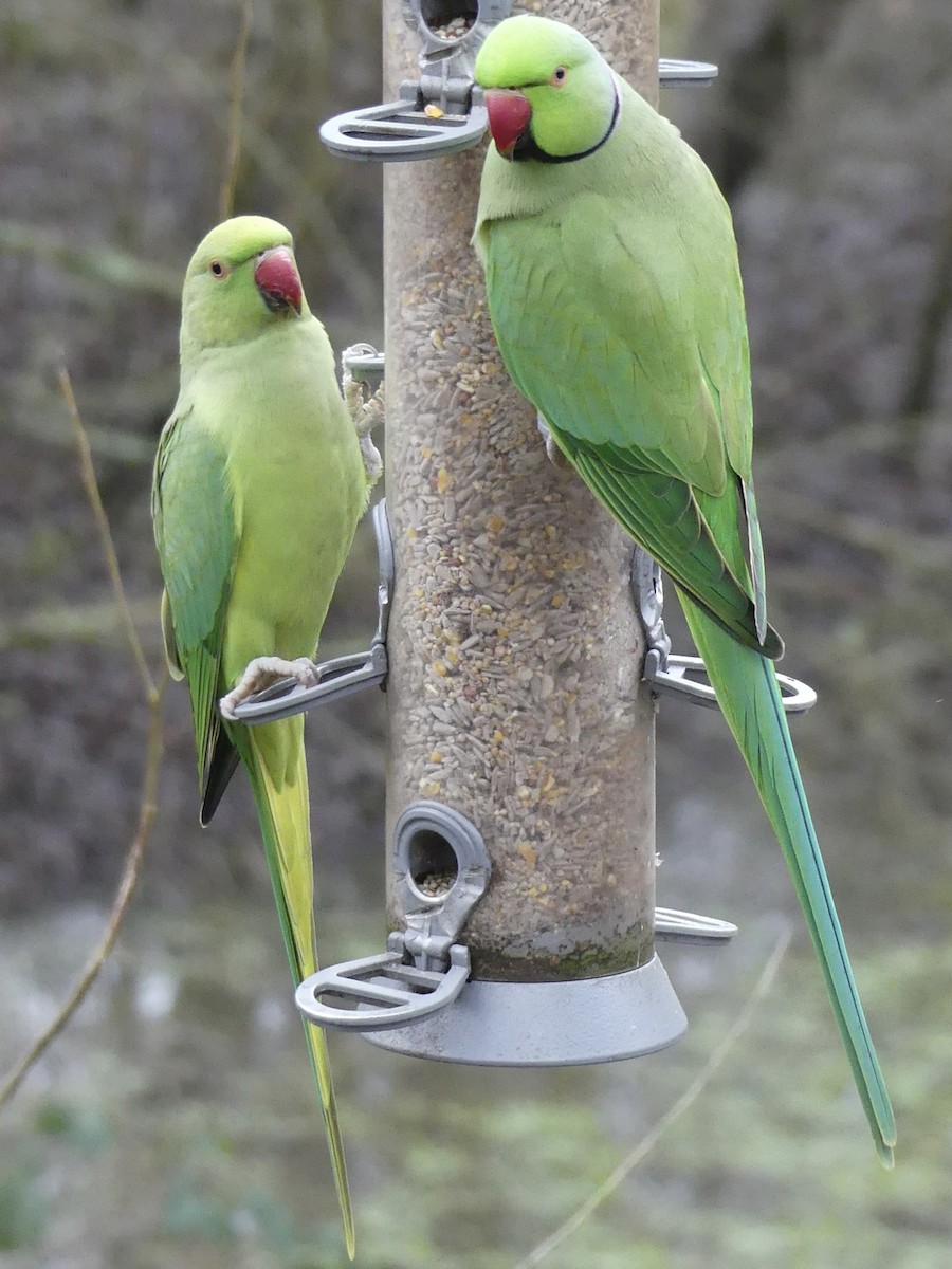 Rose-ringed Parakeet - ML643584622