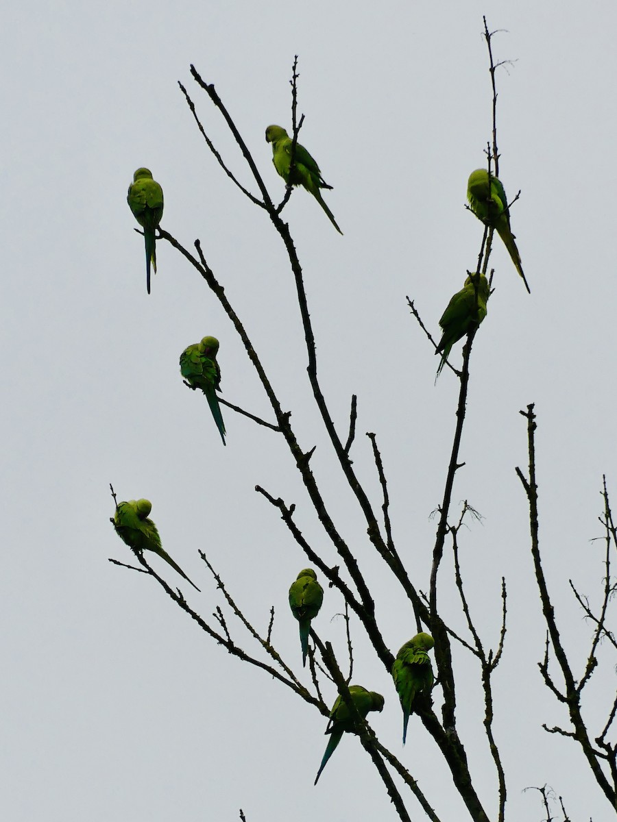 Rose-ringed Parakeet - ML643584623