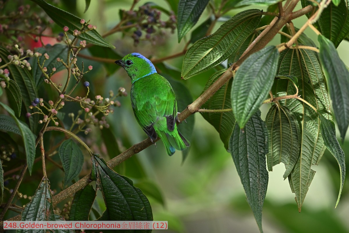 Golden-browed Chlorophonia - ML643584626