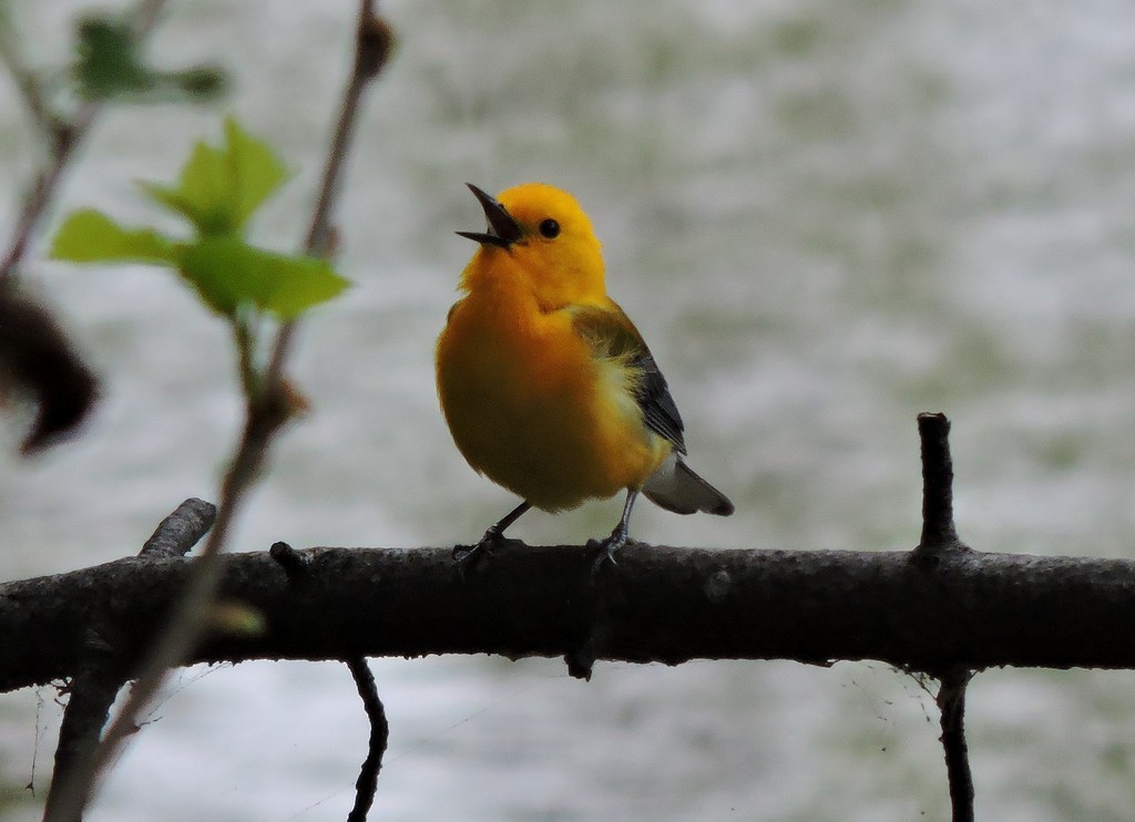 Prothonotary Warbler - ML643584663