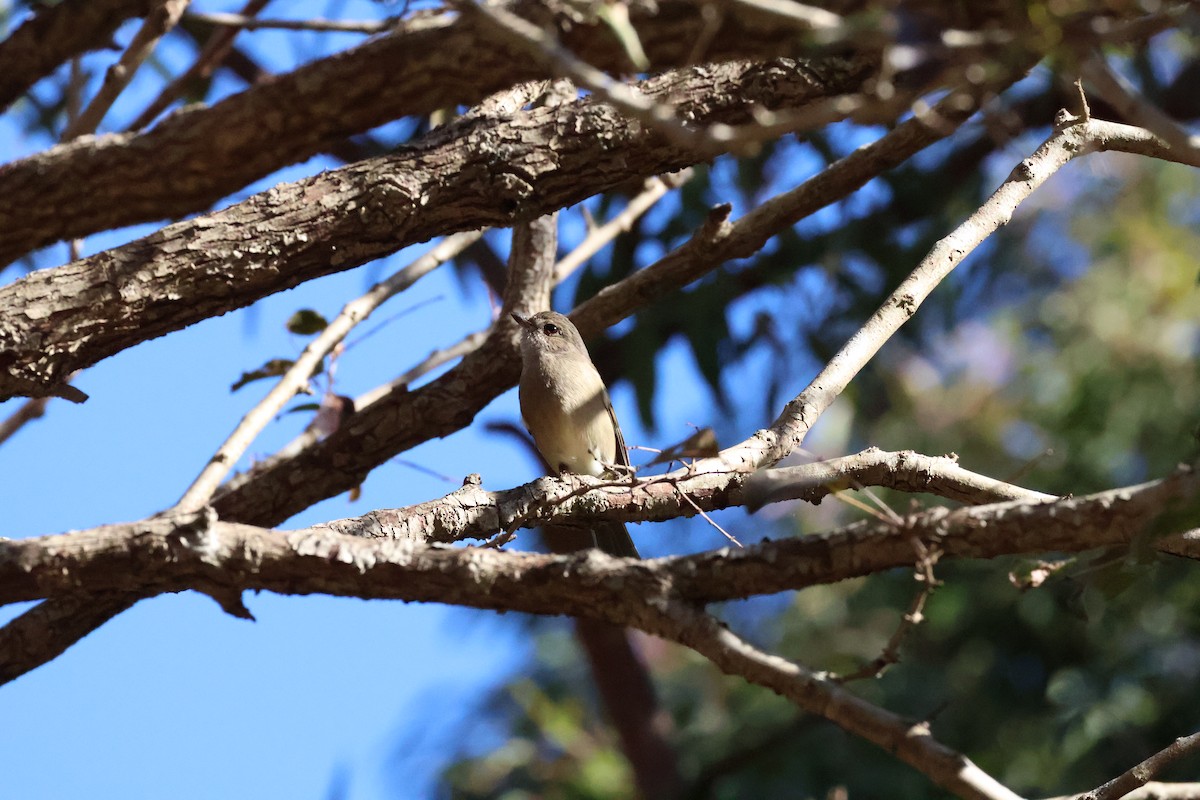 Brown Gerygone - ML643584664