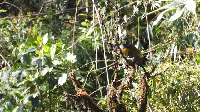 Hooded Mountain-Toucan - ML643584670