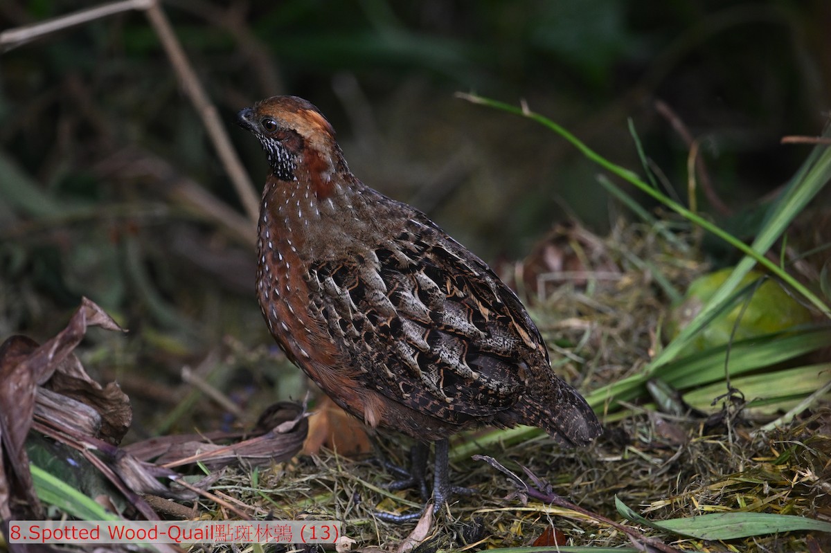 Spotted Wood-Quail - ML643584671