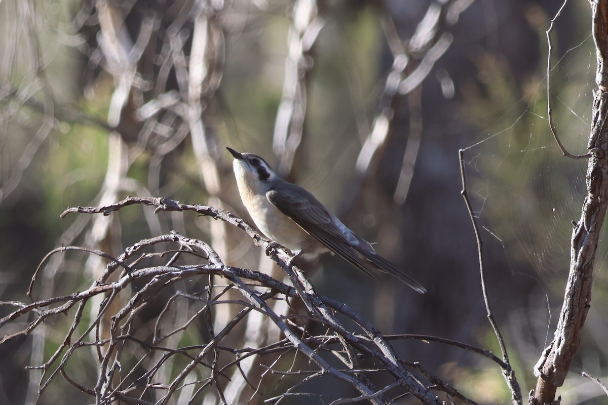 Black-eared Cuckoo - ML643584717