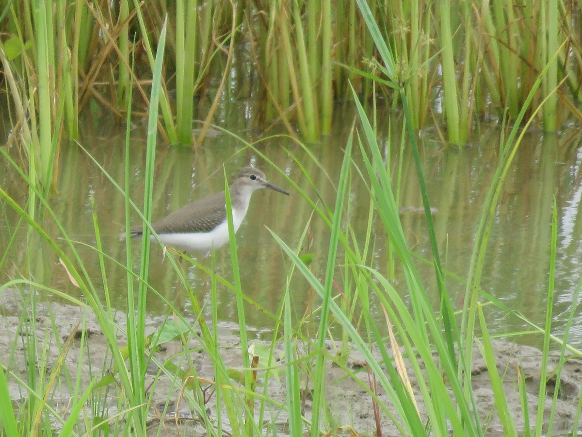 Spotted Sandpiper - ML643584729