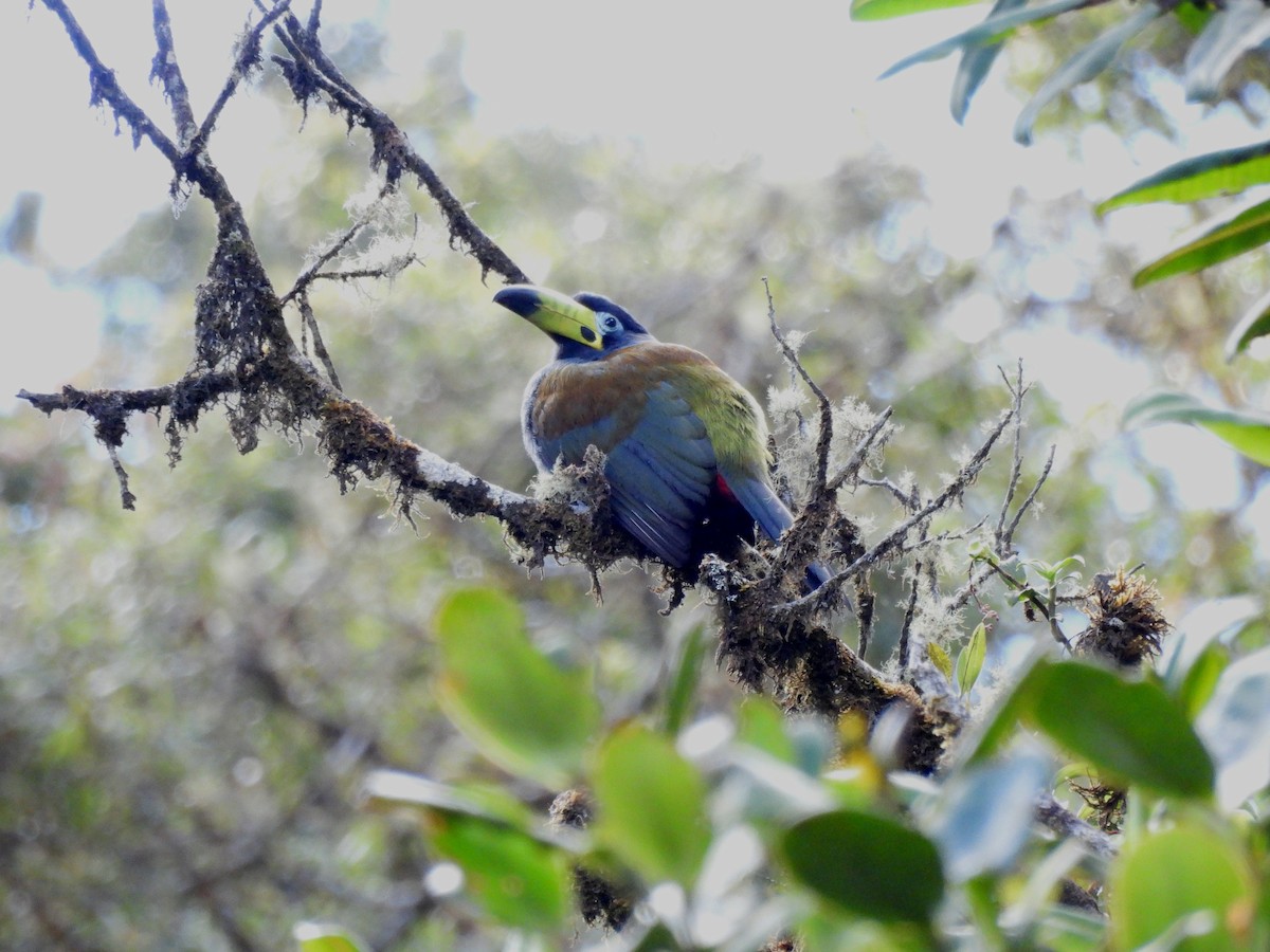 Hooded Mountain-Toucan - ML643584733