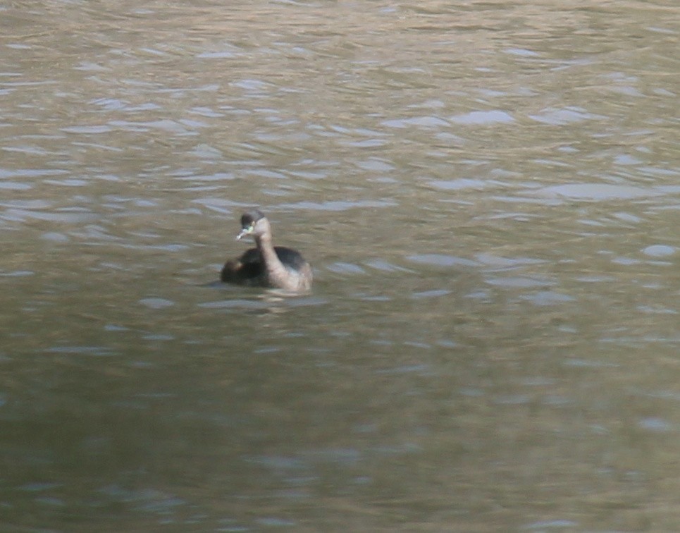 Australasian Grebe - ML643584736