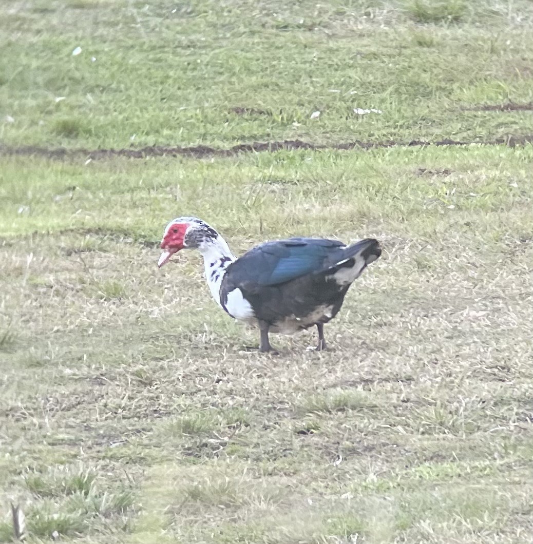 Muscovy Duck (Domestic type) - ML643584737