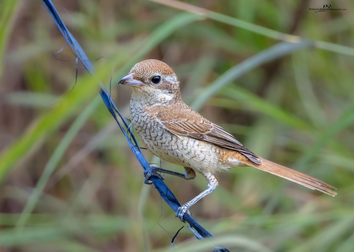 Brown Shrike - ML643584738