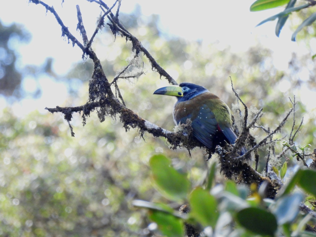 Hooded Mountain-Toucan - ML643584744