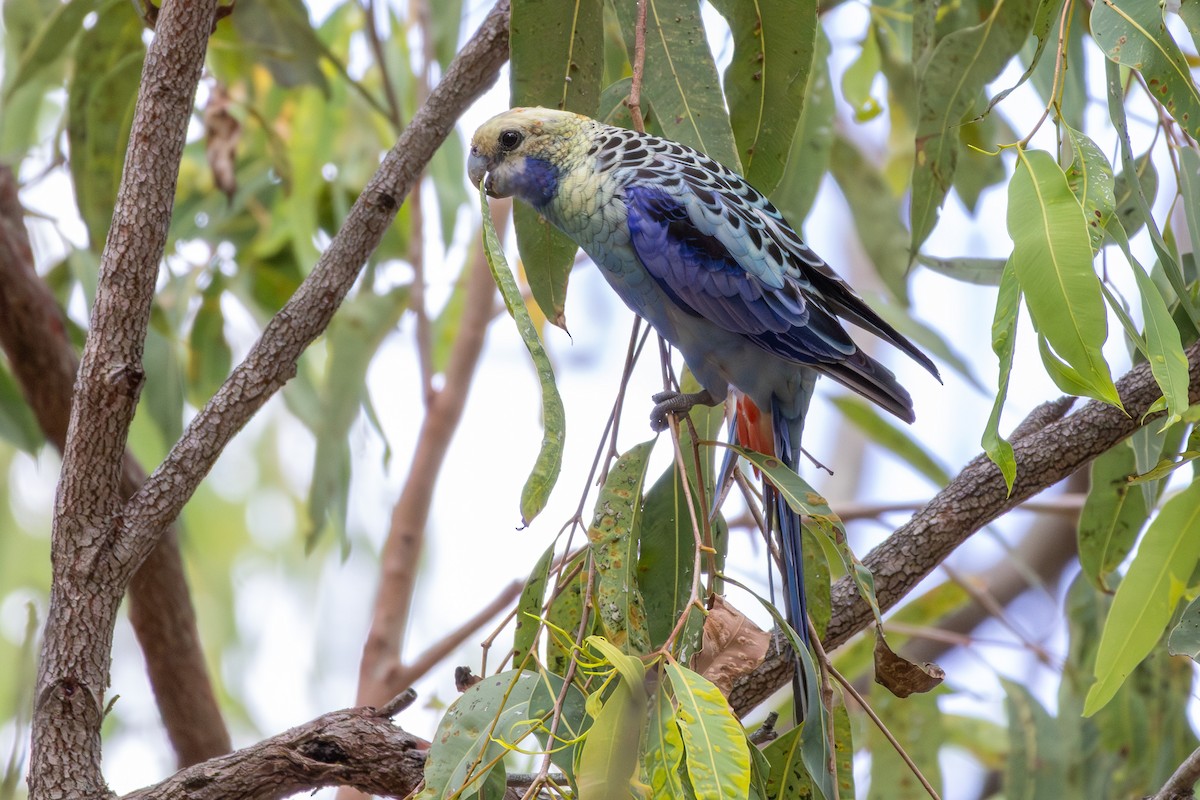 Pale-headed Rosella - ML643584766