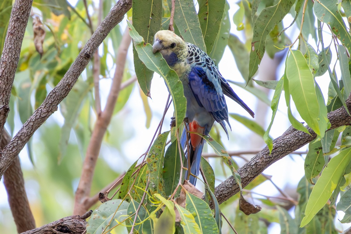 Pale-headed Rosella - ML643584767