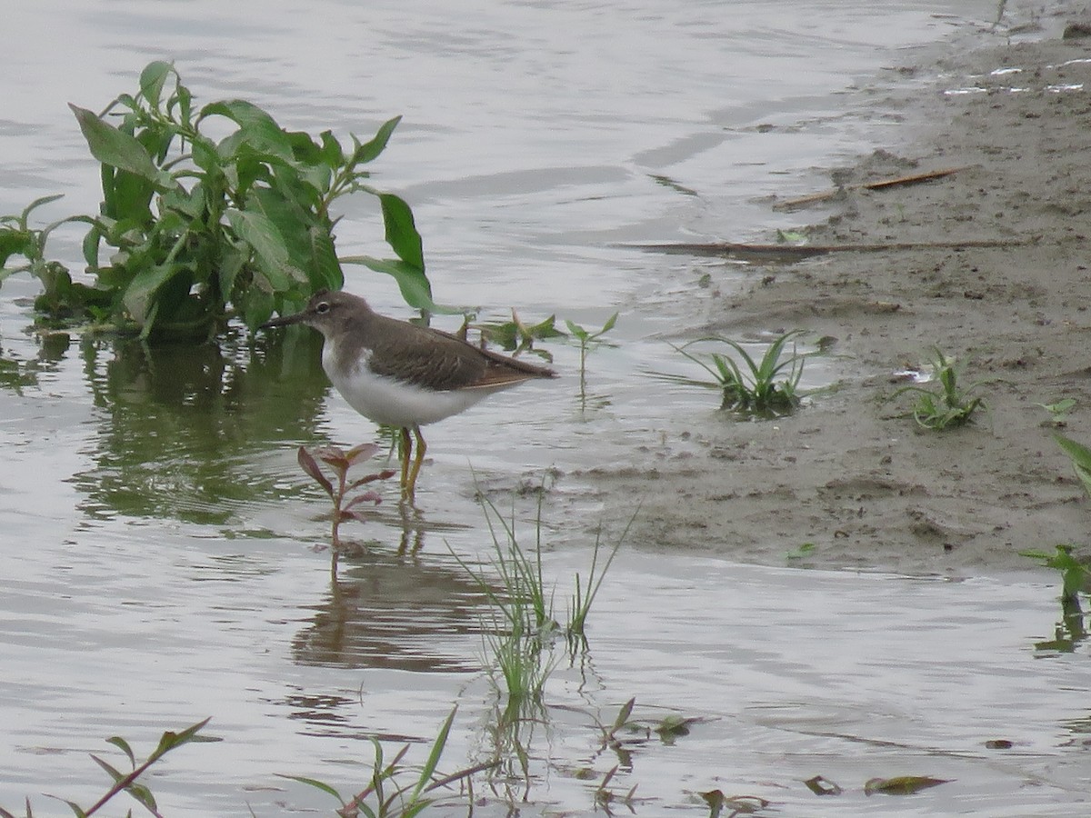 Spotted Sandpiper - ML643584770