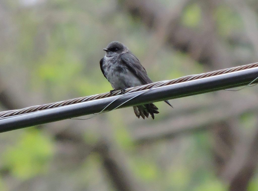 Purple Martin - ML643584793