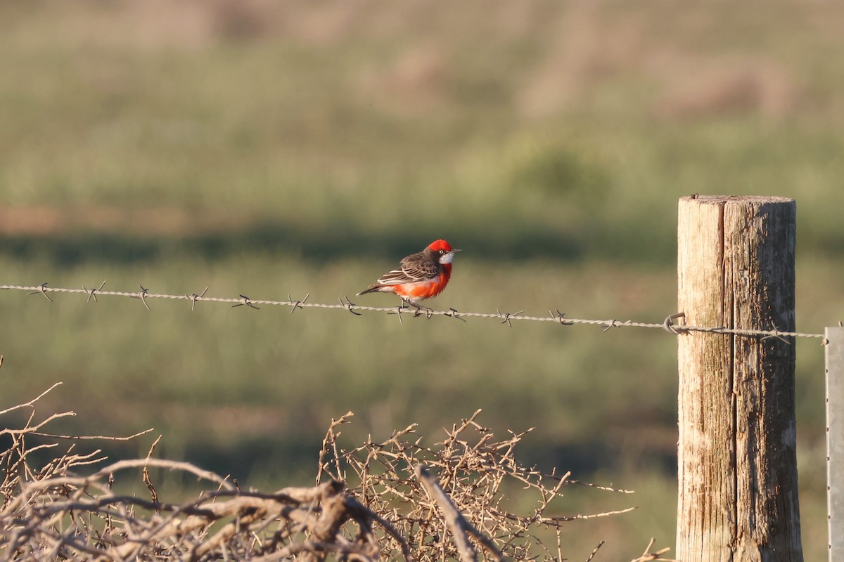 Crimson Chat - ML643584797