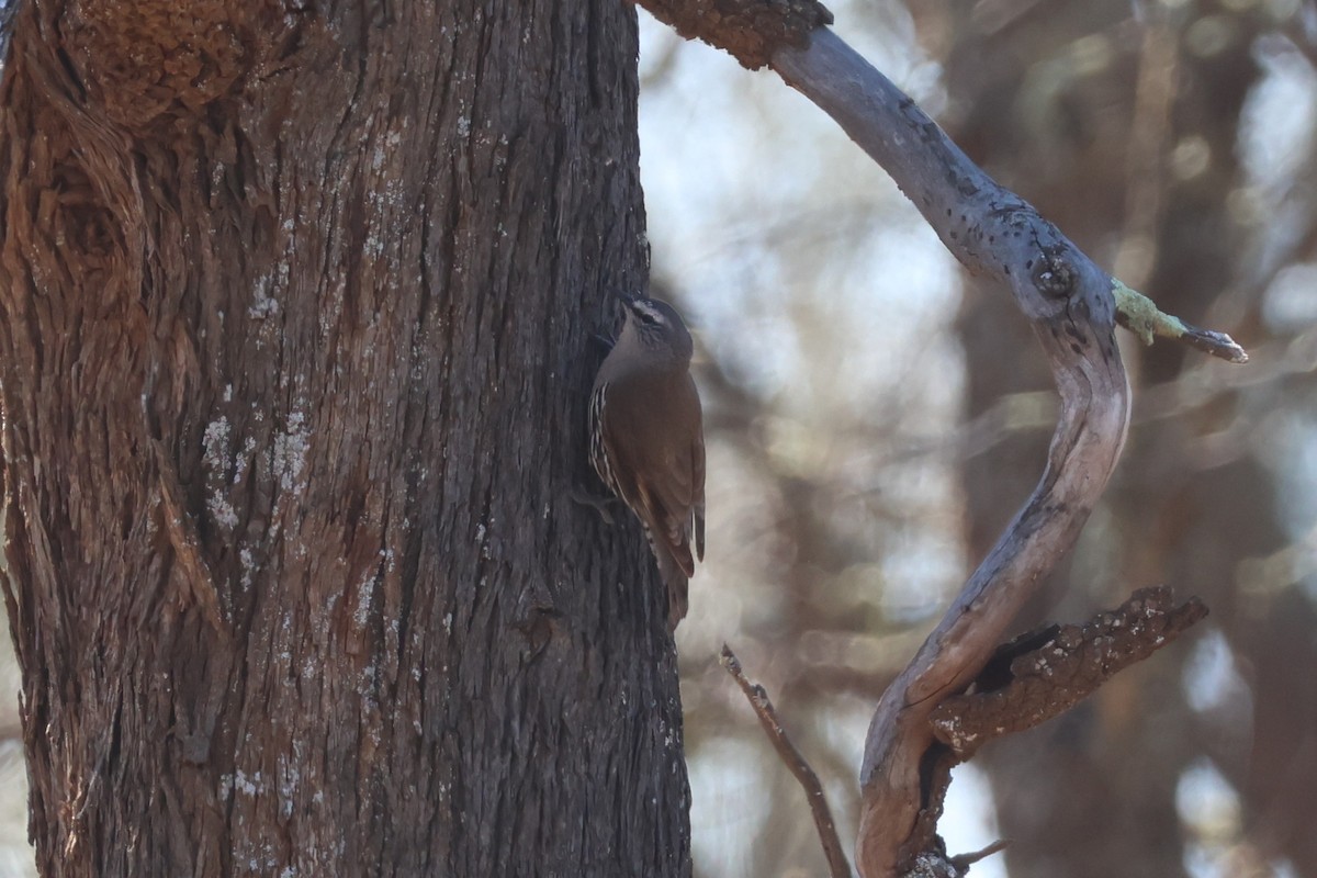 White-browed Treecreeper - ML643584800