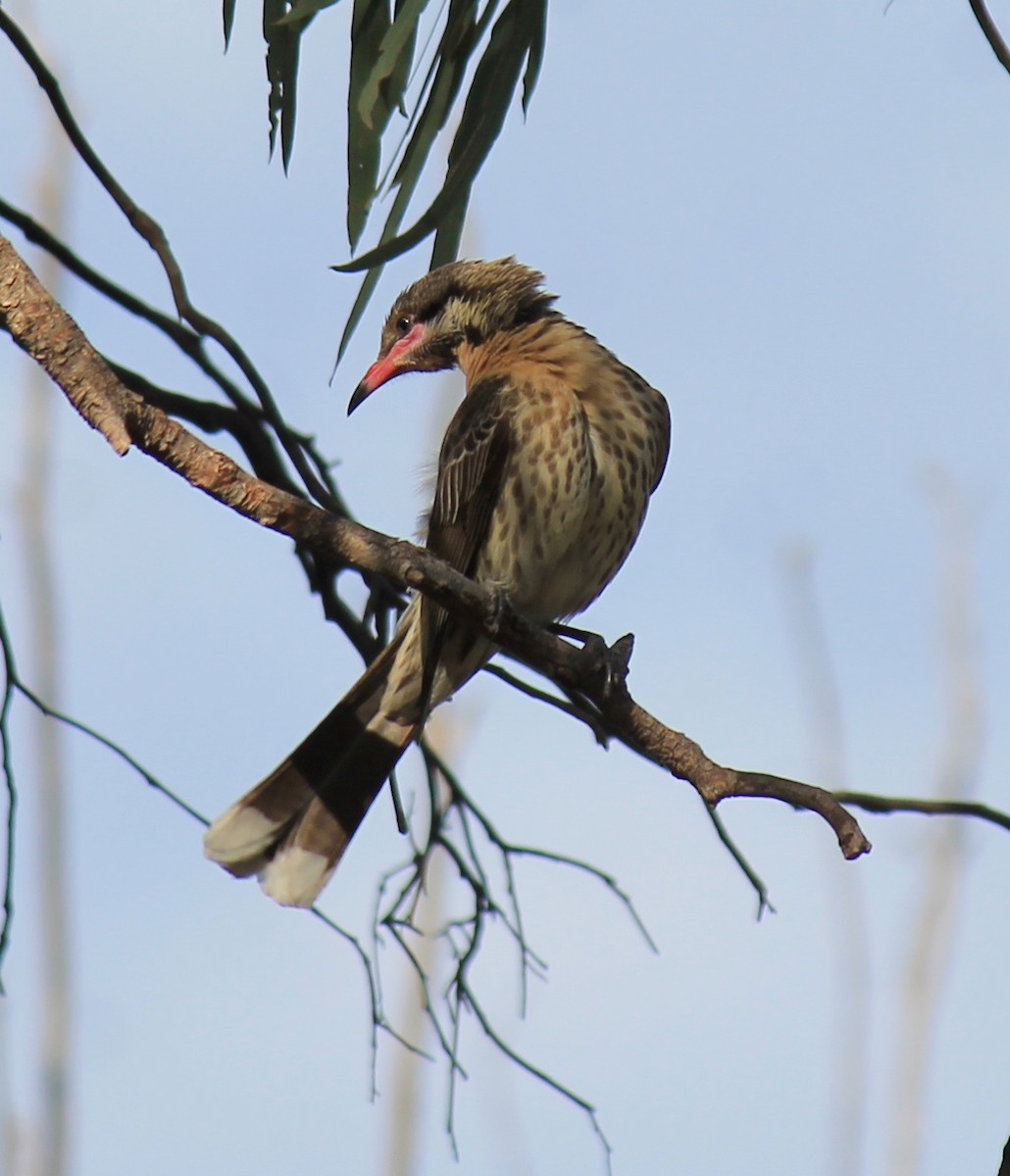 Spiny-cheeked Honeyeater - ML643584801