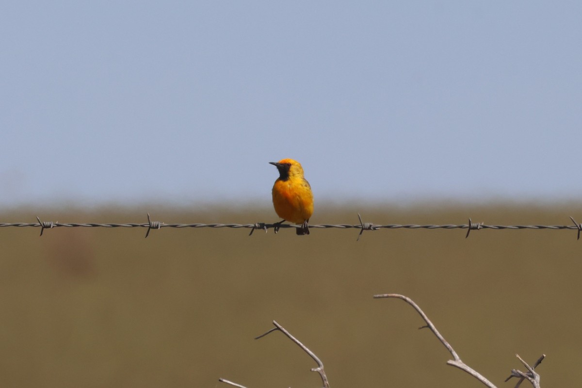 Orange Chat - ML643584804